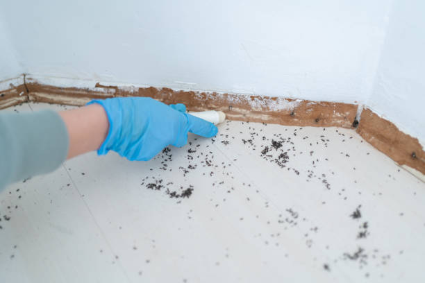 Reliable Hastings, MN Pest Control Solutions